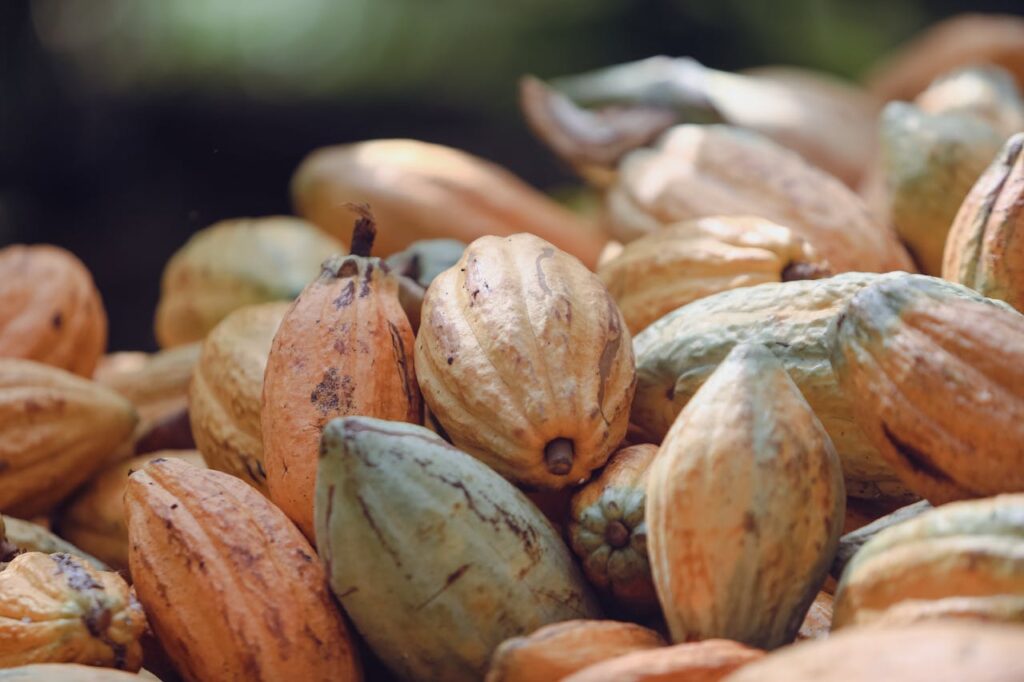 image of cocoa pods