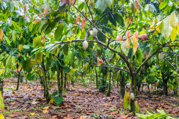 beautiful cocoa trees in a small organic farm